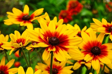 6 late-summer blooming plants