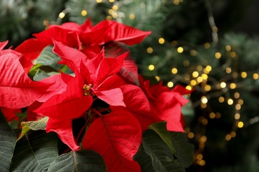All About the Poinsettia