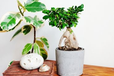Bring Japan into your home with Ficus Bonsai