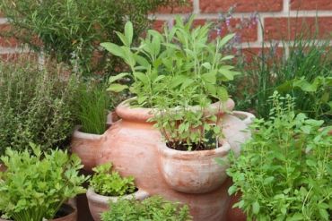 Garden tips: How to get more out of your herbs