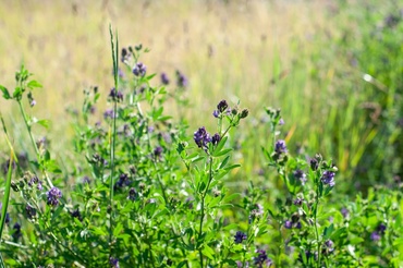 Green Manure: How to Use It