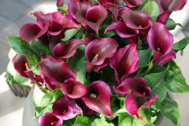 Houseplant of the month: Calla Lily