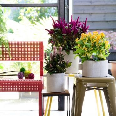 Houseplant of the month July: Celosia