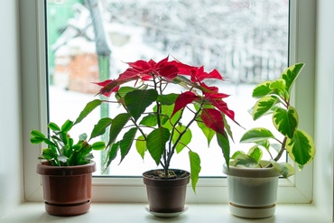 How to keep your houseplants flourish in winter