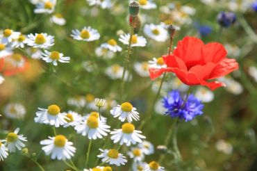 How to sow a wildflower meadow patch