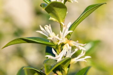 Our top 6 fragrant spring plants