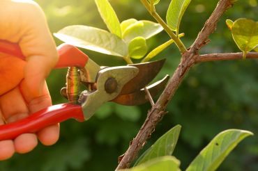Tips on Pruning Shrubs, Trees, and Perennials