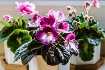 Top 4 Beautiful Flowering Houseplants to Grow