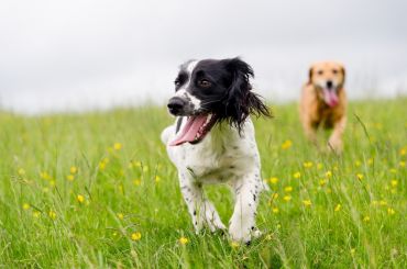 Top Tips for Taking Your Pet on Holiday