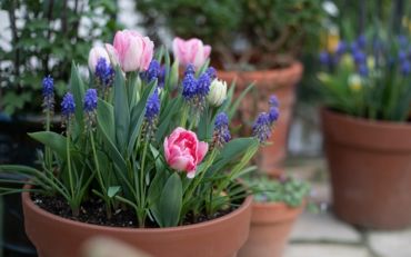 What to Do After Spring Bulbs Have Flowered