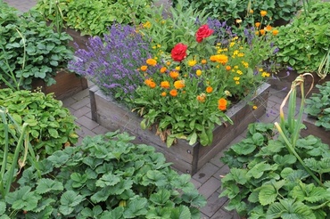 What to Plant in the Kitchen Garden